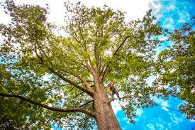 Best Storm Damage Tree Cleanup  in Commerce, TX